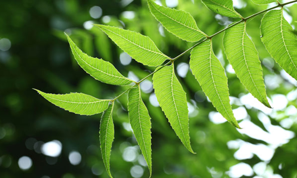 Benefits of Neem in Diabetes Health and Glow 2HFit